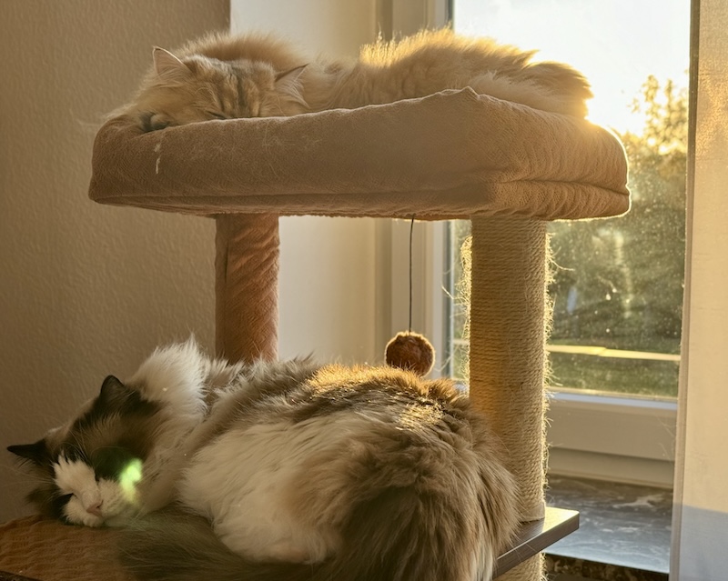 Neo and Oak